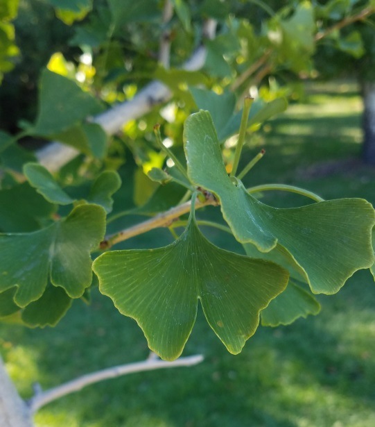 gingko leaf